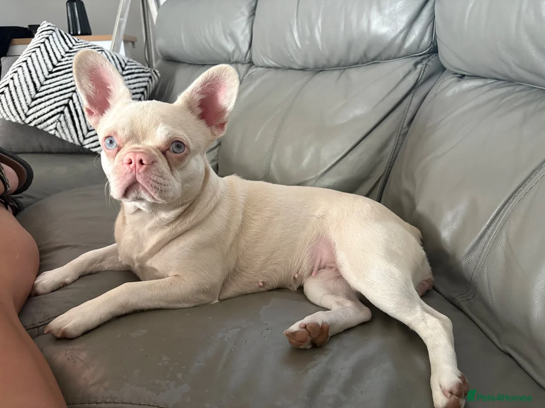 French Bulldog dogs for sale: Beautiful pink Nova  - Advert 2