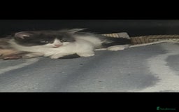 British Shorthair cats for sale: Kittens  - Advert 2