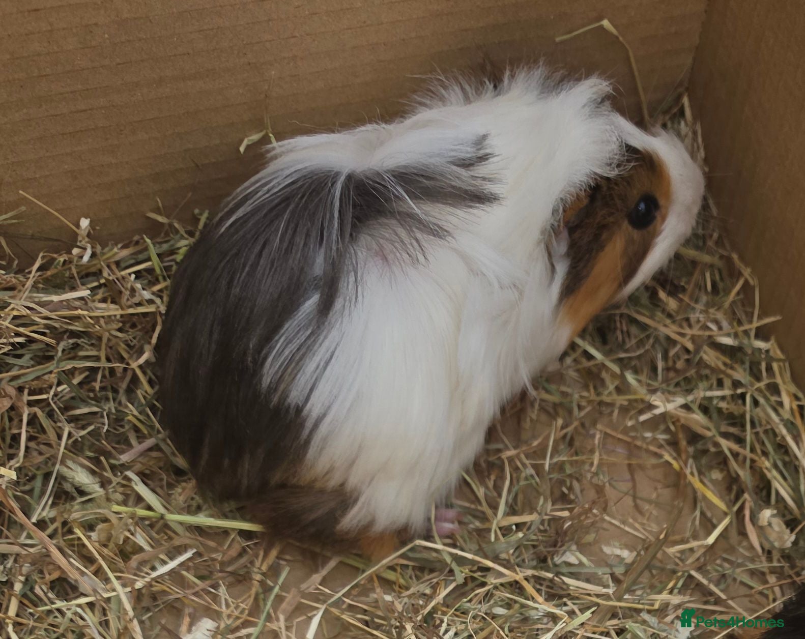 Guinea Pig rodents Female guinea pigs - Advert 3