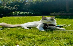 Ragdoll cats for sale: Ragdoll cross kittens  - Image 3
