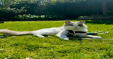 Ragdoll cats - Advert 3