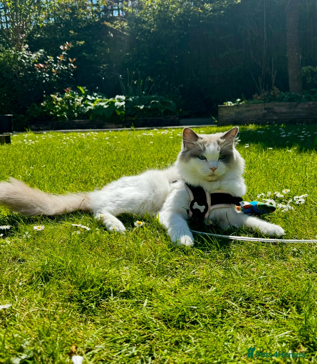 Ragdoll cats for sale: Ragdoll cross kittens  - Image 3