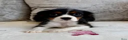Cavalier King Charles Spaniel dogs for sale: Stunning KC registered tri girls - Advert 6