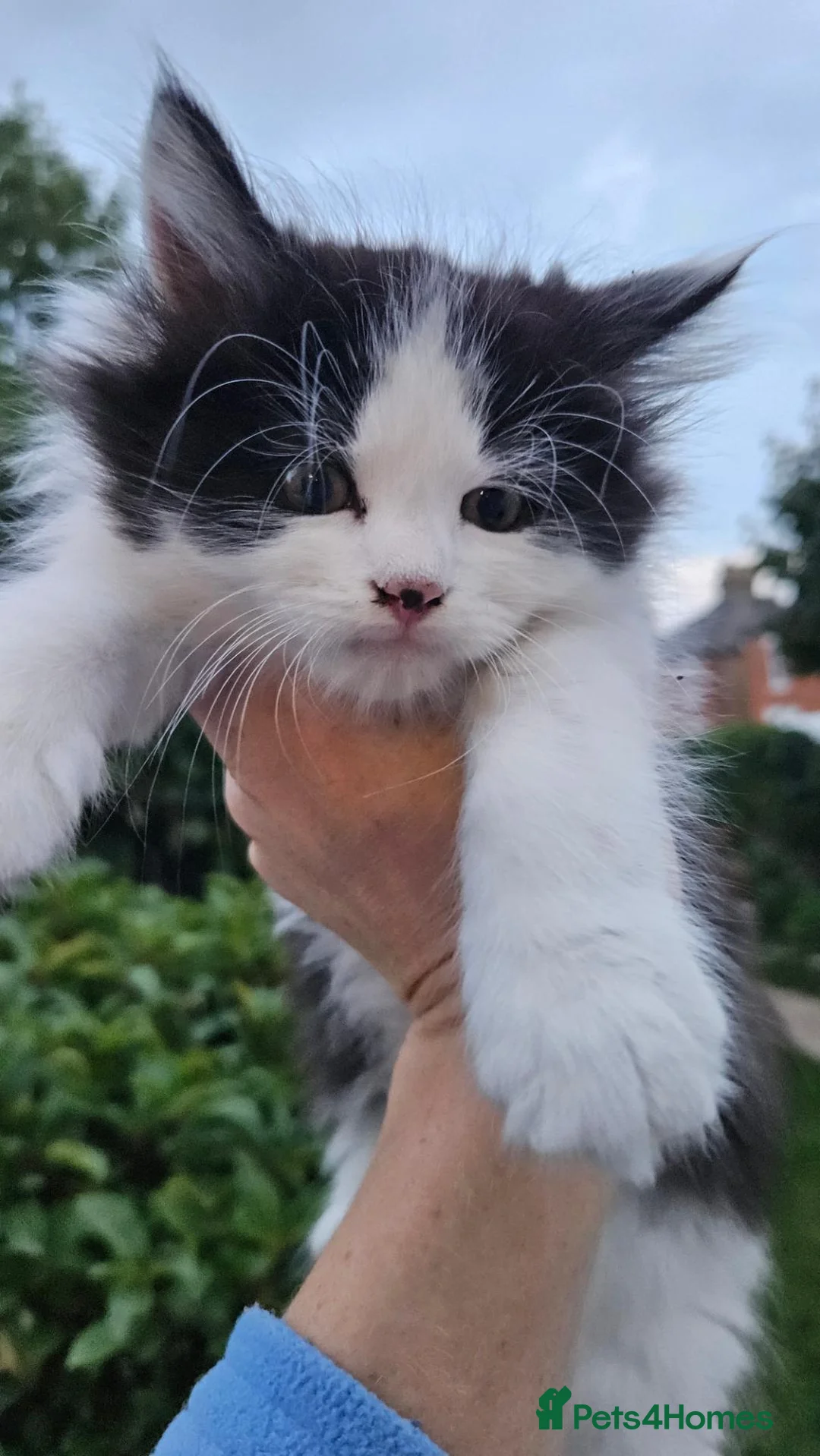 Domestic Shorthair cats for sale: Kittens  - Advert 2