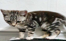 Bengal cats for sale: Bengal Kitten for sale  - Image 4