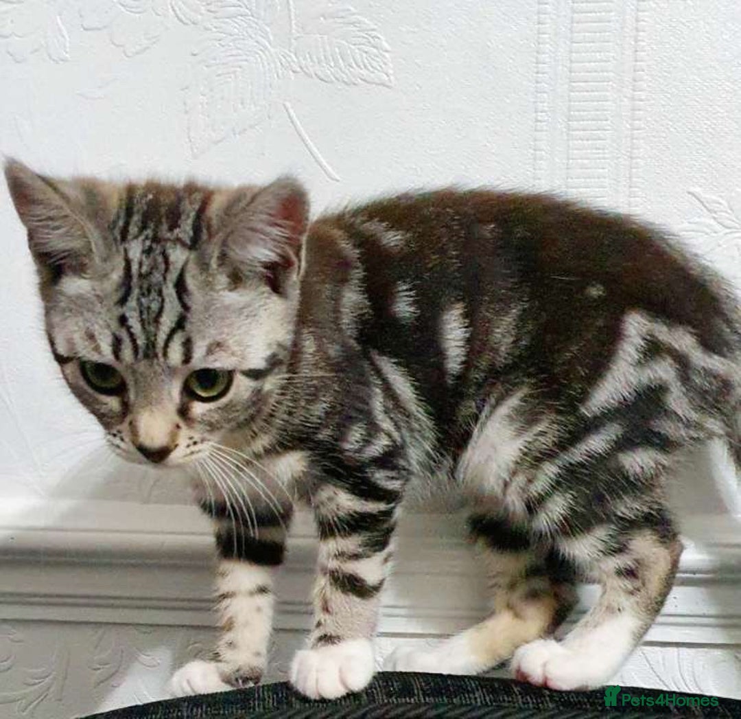 Bengal cats for sale: Bengal Kitten for sale  - Image 4