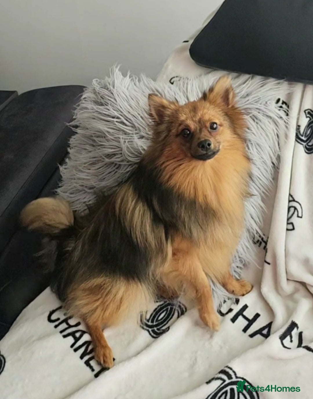 Pomeranian dogs for sale: Prince - Advert 5