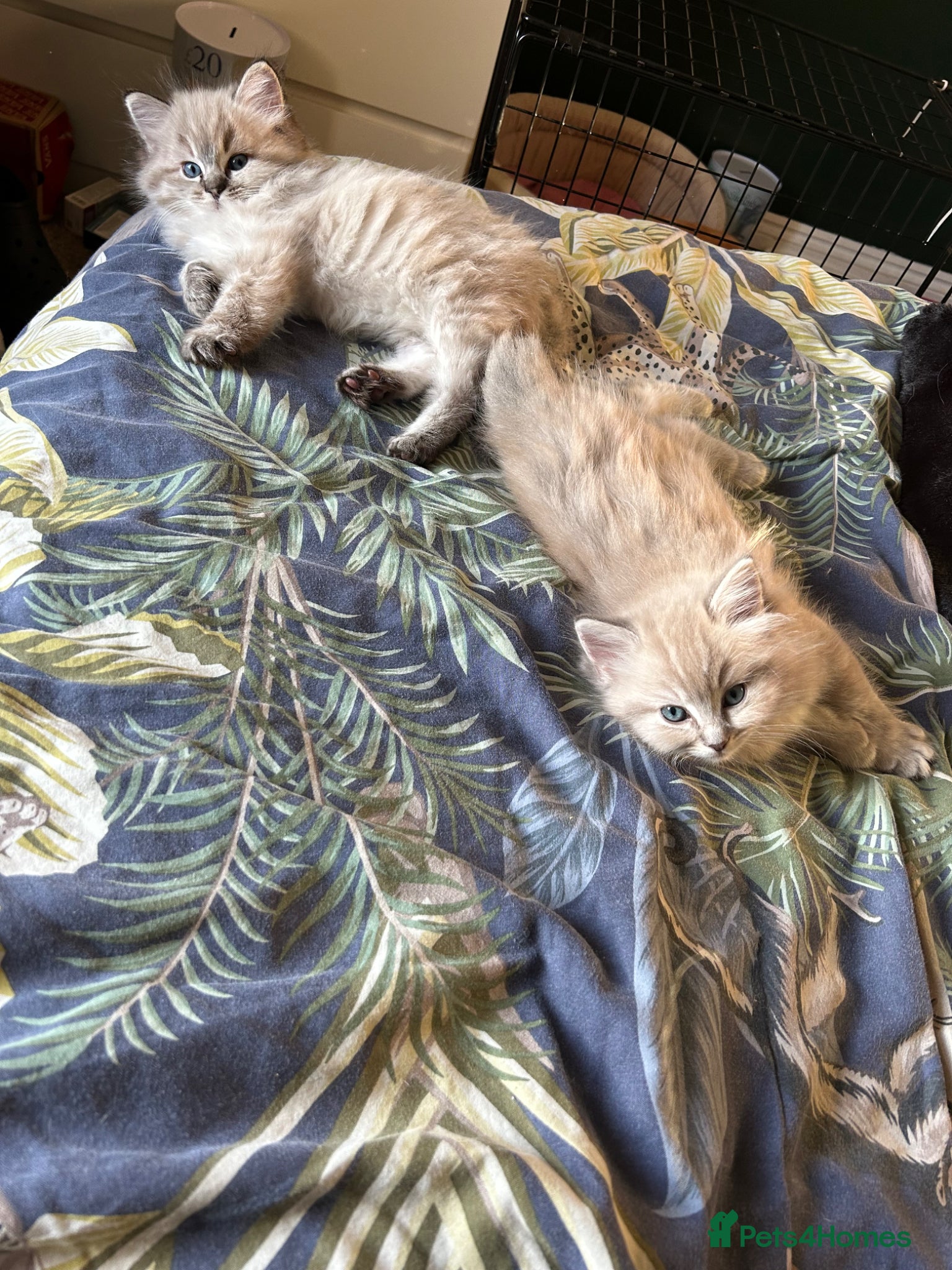 Ragdoll cats 💙Playful Ragdolls purebreed ready to leave 🤎 - Advert 2