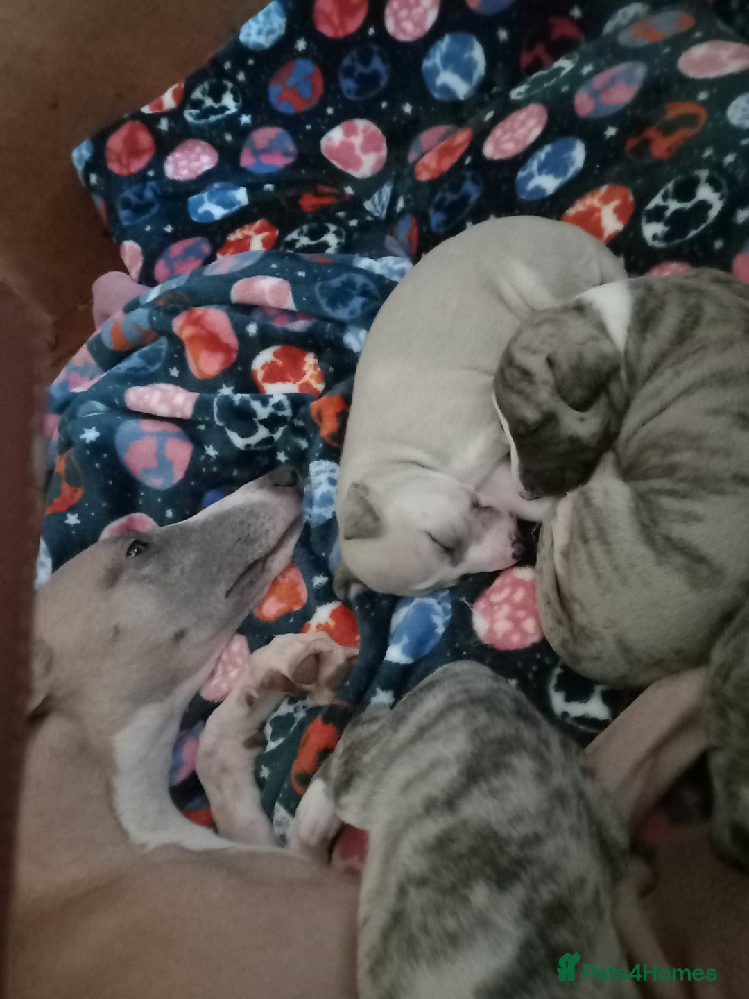 Whippet dogs for sale: Top Class Whippet Puppies - Image 14