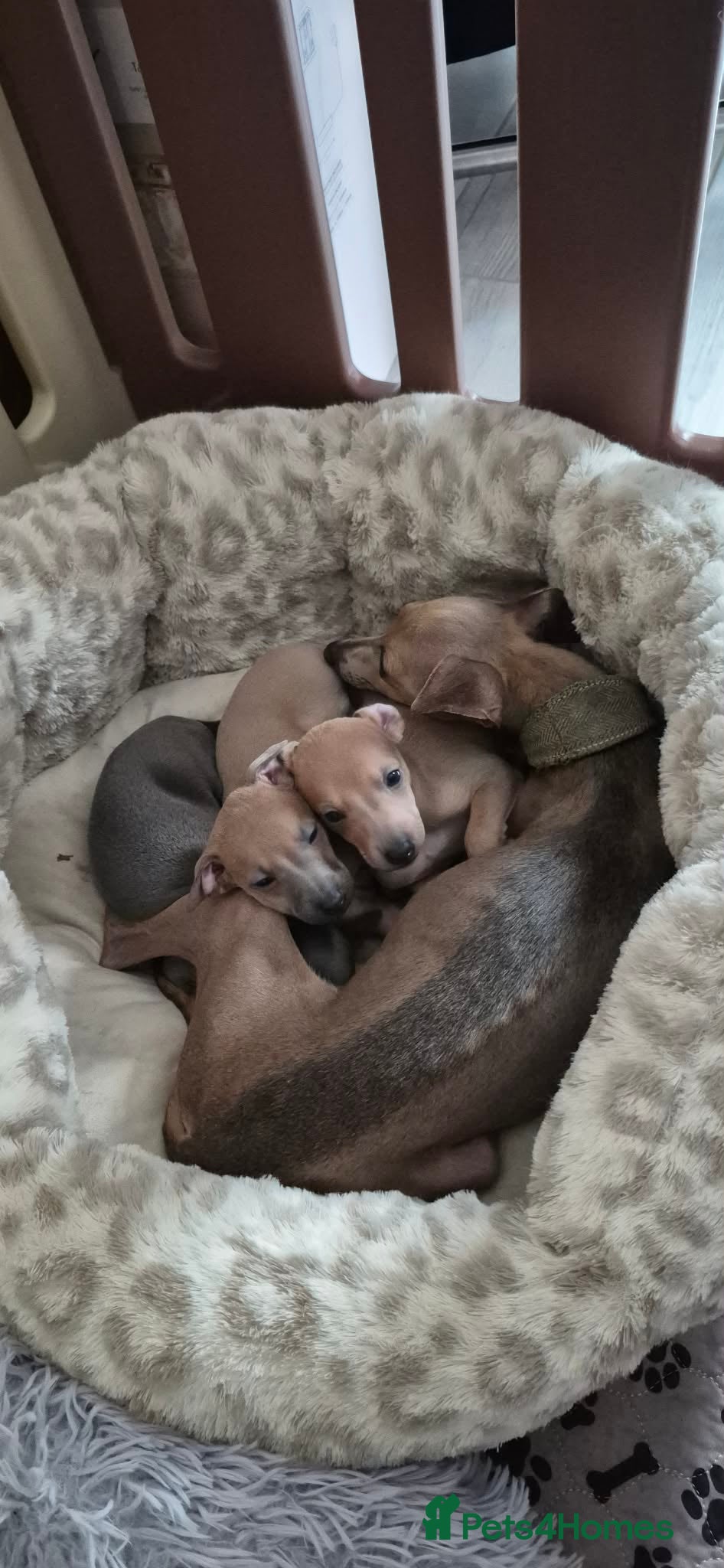 Italian Greyhound dogs ITALIAN GREYHOUND BOYS LEFT FOR NEW HOMES - Advert 2