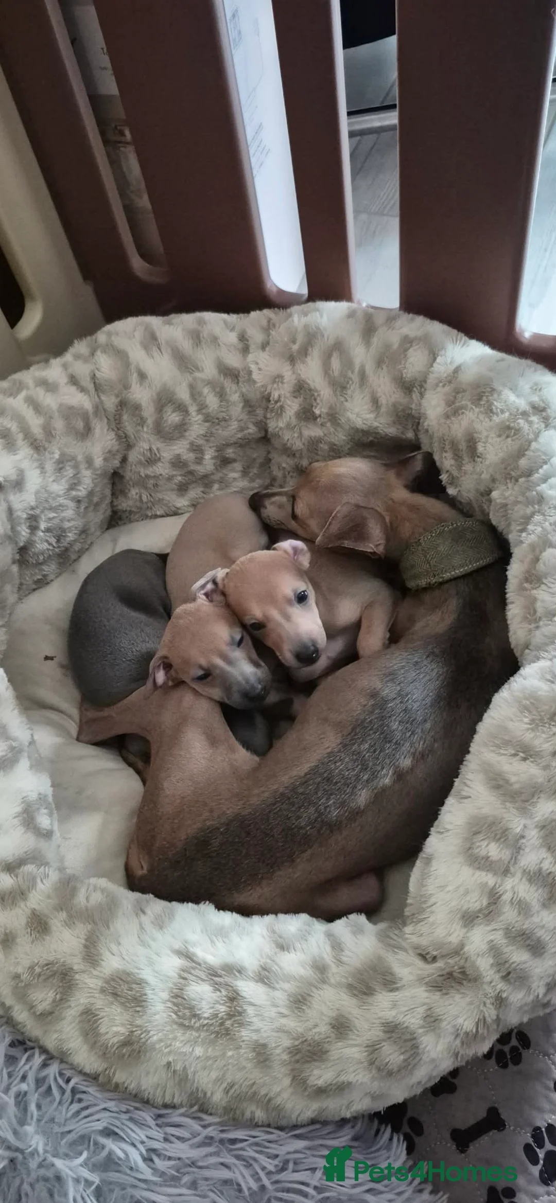 Italian Greyhound dogs for sale: ITALIAN GREYHOUND BOYS LEFT FOR NEW HOMES - Advert 2