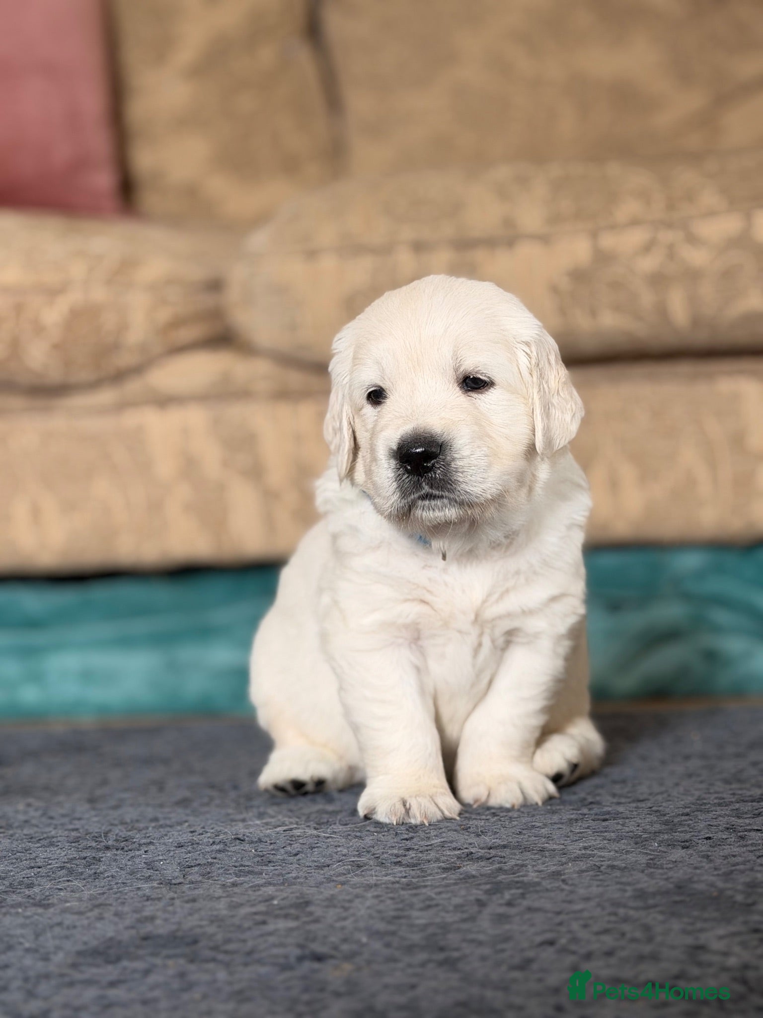 Golden Retriever dogs GOLDEN RETRIEVER PUPPIES - Advert 10