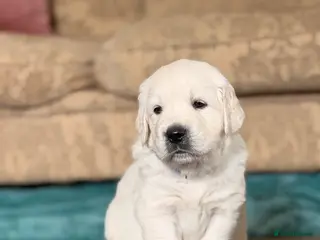 Golden Retriever dogs GOLDEN RETRIEVER PUPPIES - Advert 10