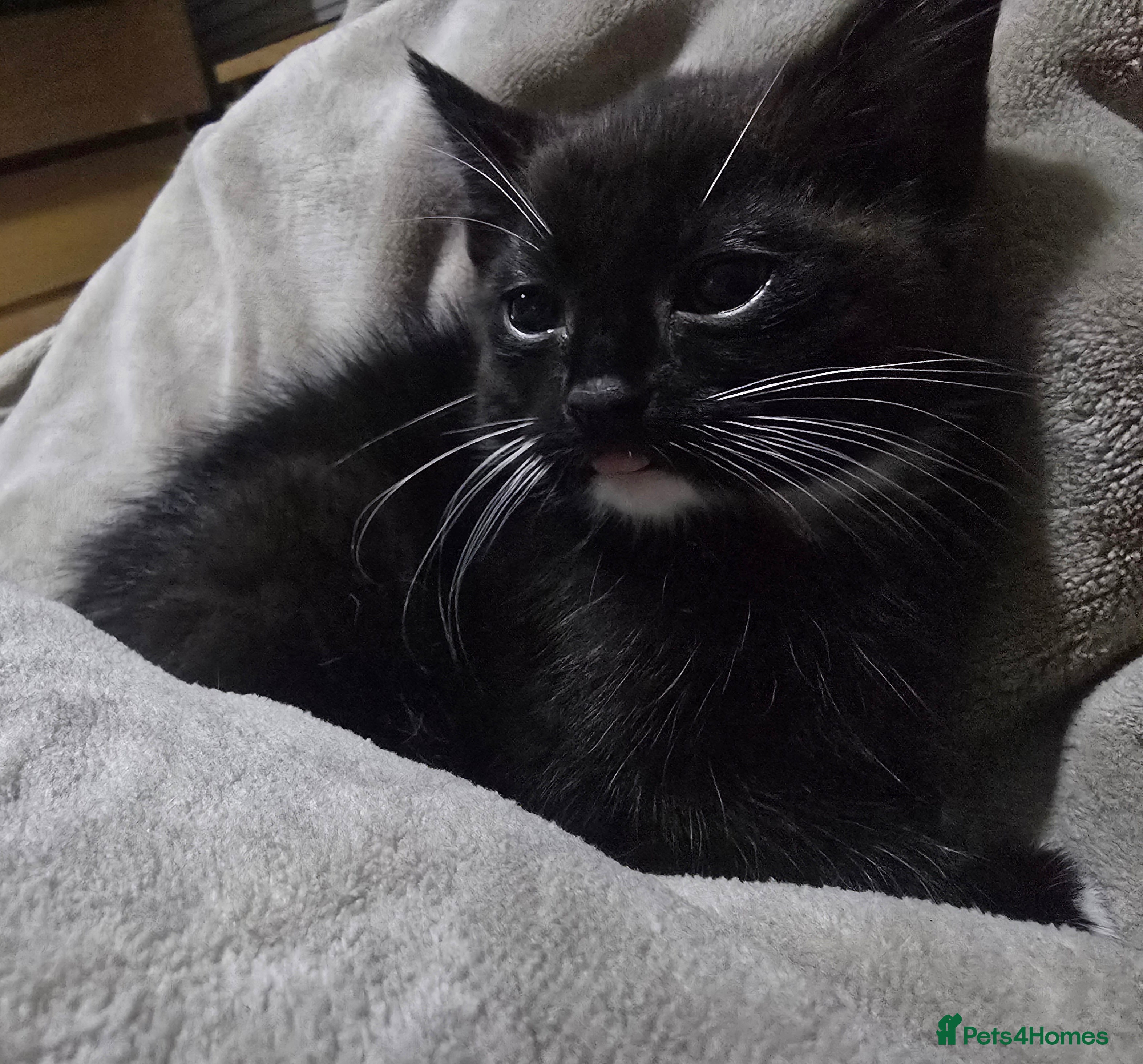 Domestic Shorthair cats Black and white male kitten  - Advert 2