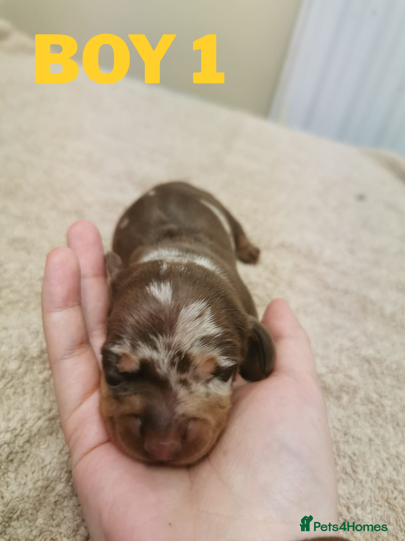 Miniature Dachshund dogs LAST ONE Beautiful mini dachshund boy 🐾 - Advert 16