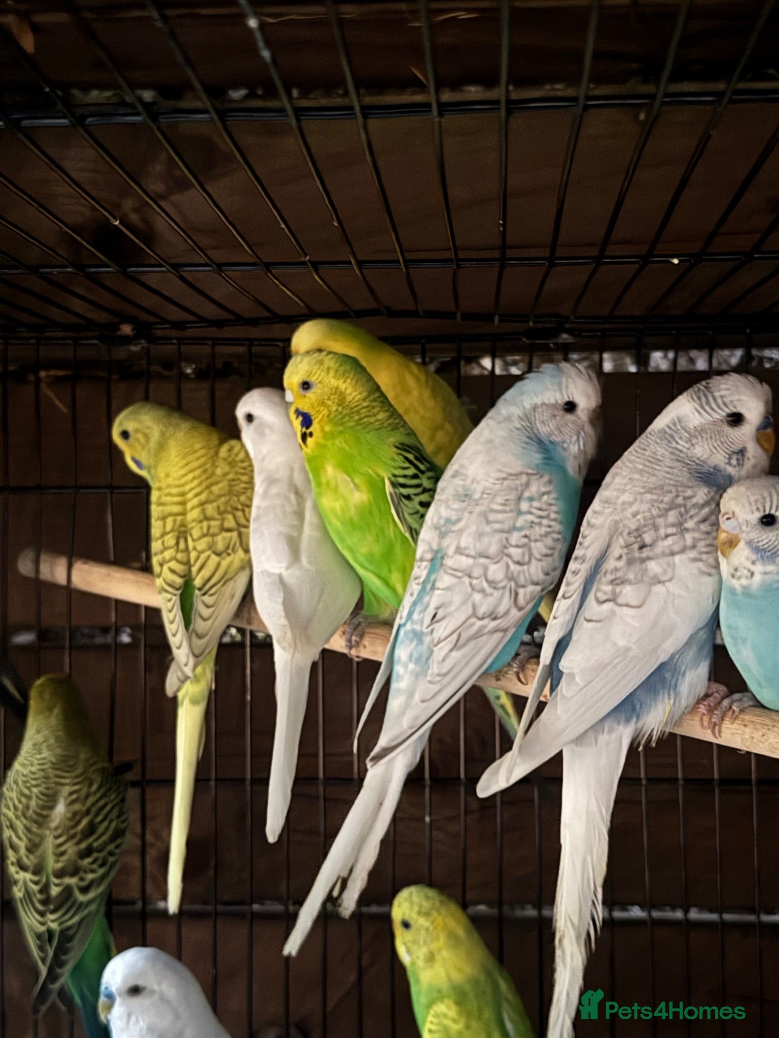 Budgerigars birds Adorable budgies for sale  - Advert 1