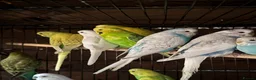 Budgerigars birds for sale: Adorable budgies for sale  - Advert 1