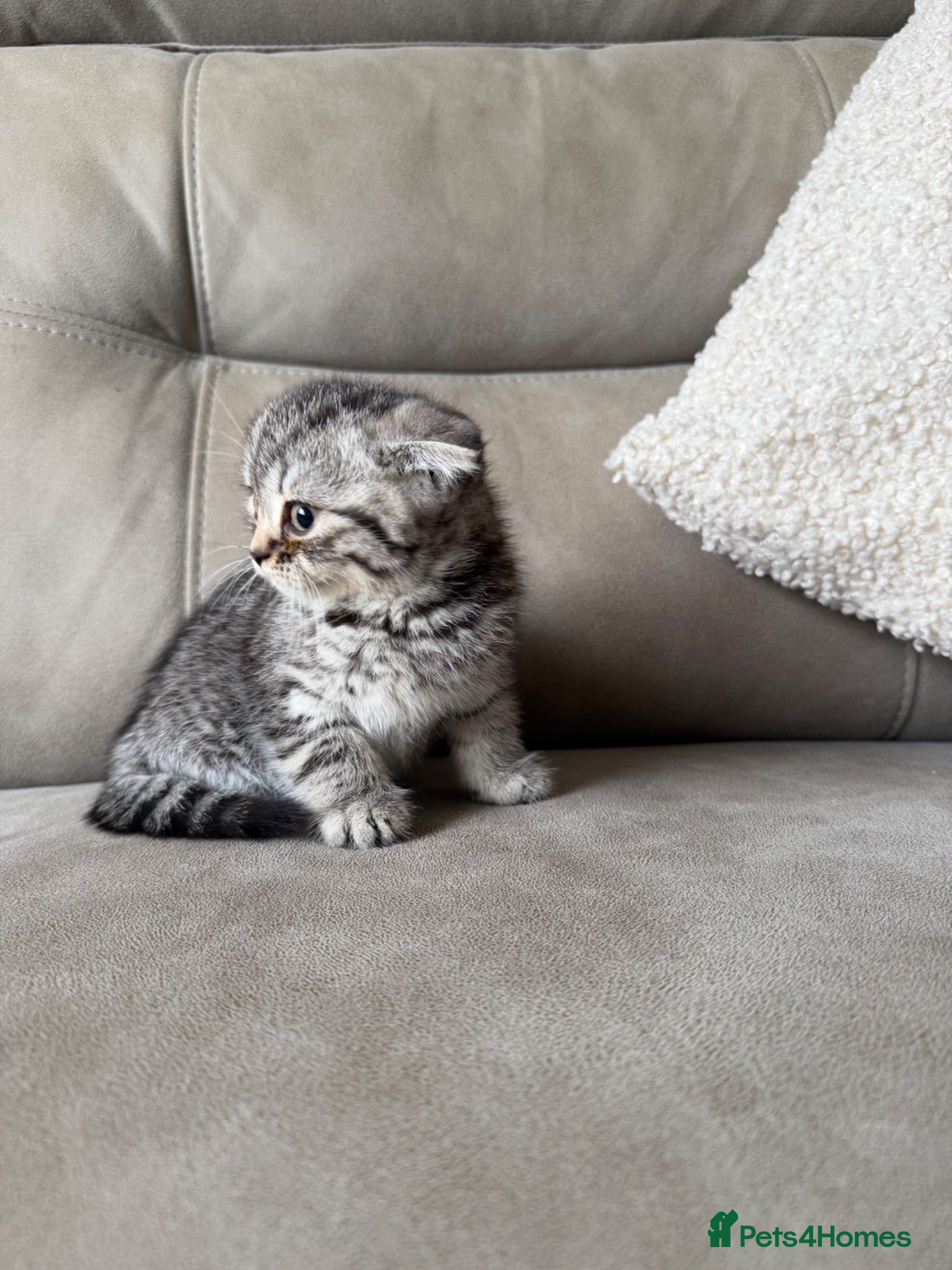 Scottish Fold cats Beautiful Scottish fold - Advert 2