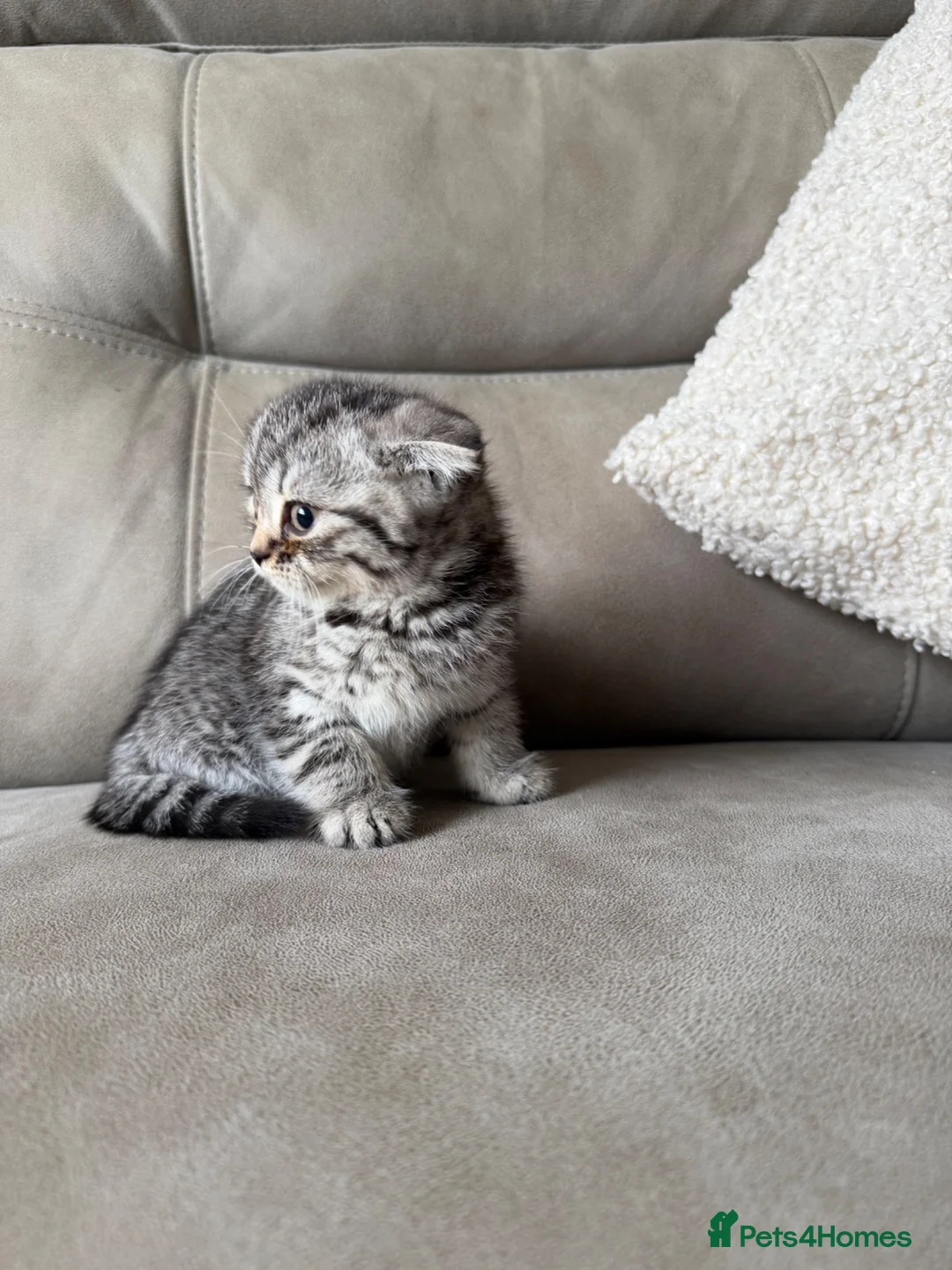 Scottish Fold cats for sale: Beautiful Scottish fold - Advert 2