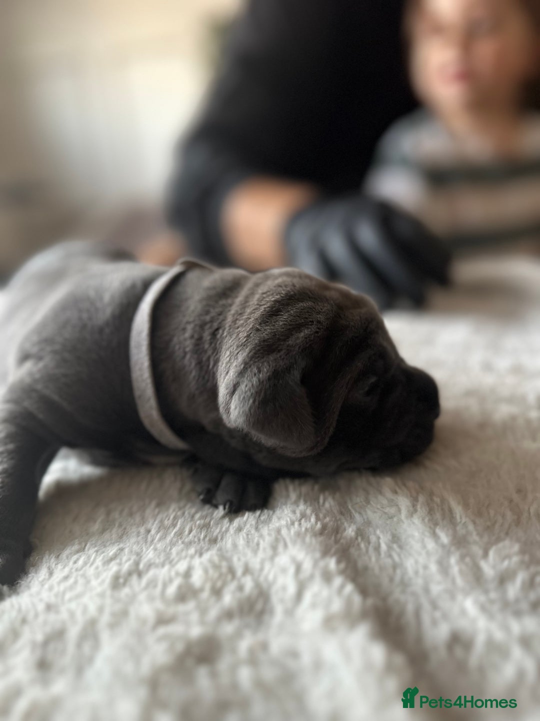 Cane Corso dogs for sale: Lupo D’Italia Kennels - Advert 19