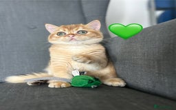 British Shorthair cats for sale: 💚❤️TICA British Shorthair 2 Kittens - Image 1
