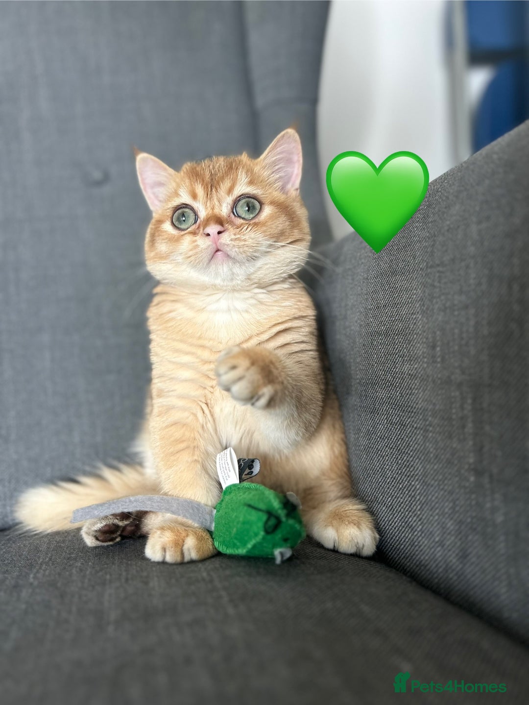 British Shorthair cats for sale: 💚❤️TICA British Shorthair 2 Kittens - Image 1