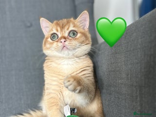 British Shorthair cats - Advert 12