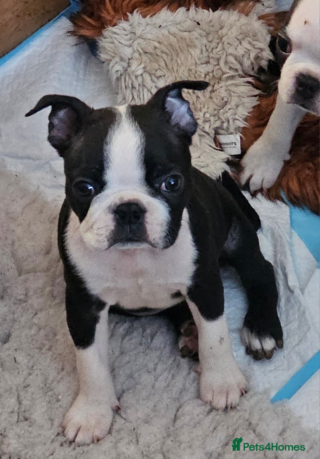 Boston Terrier dogs for sale: REDUCED!! Boston terriers DELIVERY!. - Image 19