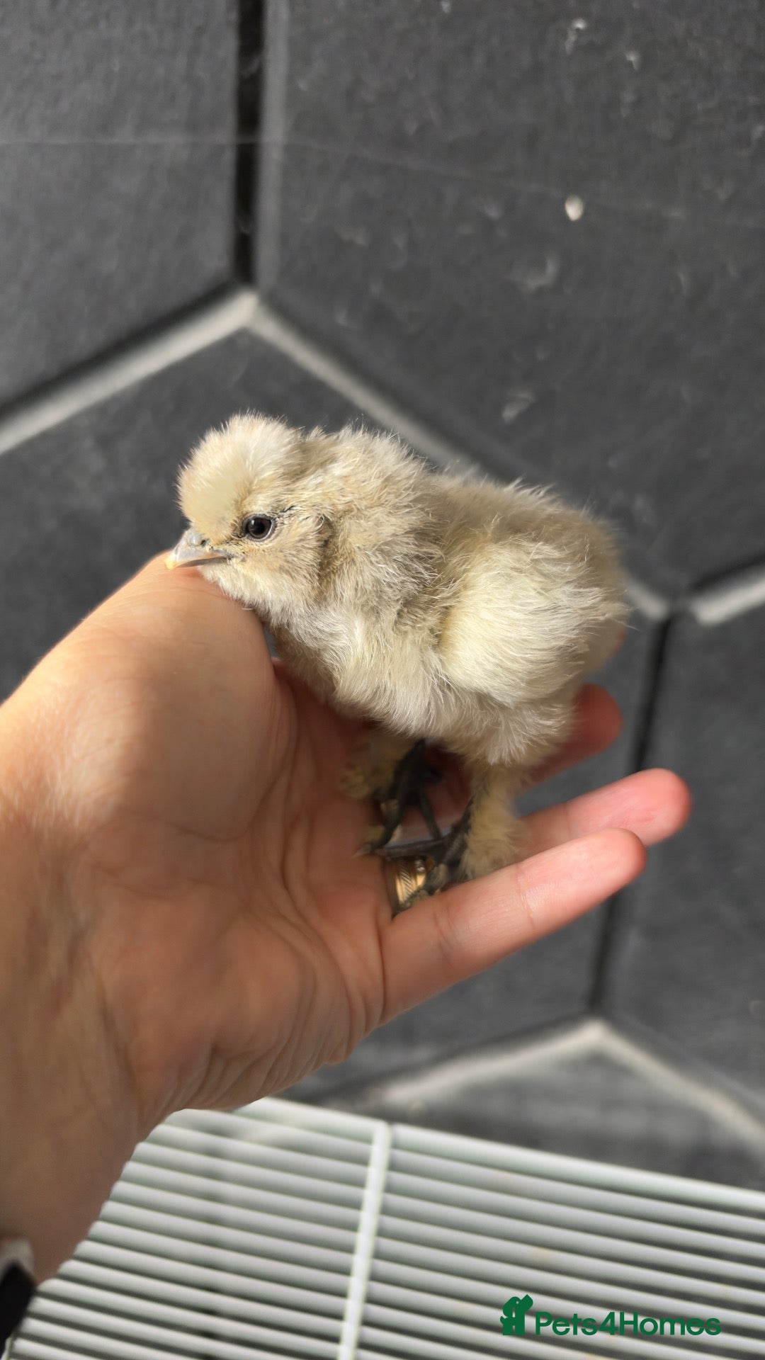 Chickens poultry Week old silkie chicks  - Advert 1