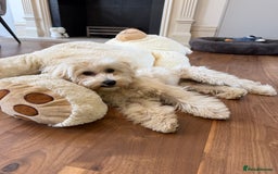 Maltipoo dogs for sale: Maltipooo little one very cute and cuddly  - Image 5