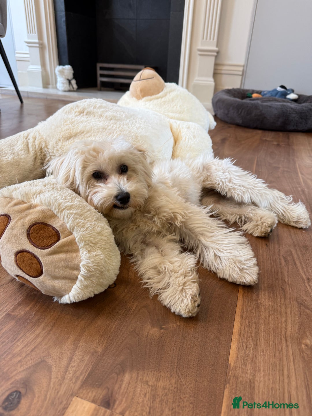 Maltipoo dogs for sale: Maltipooo little one very cute and cuddly  - Image 5