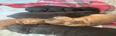 Cocker Spaniel Puppy 1