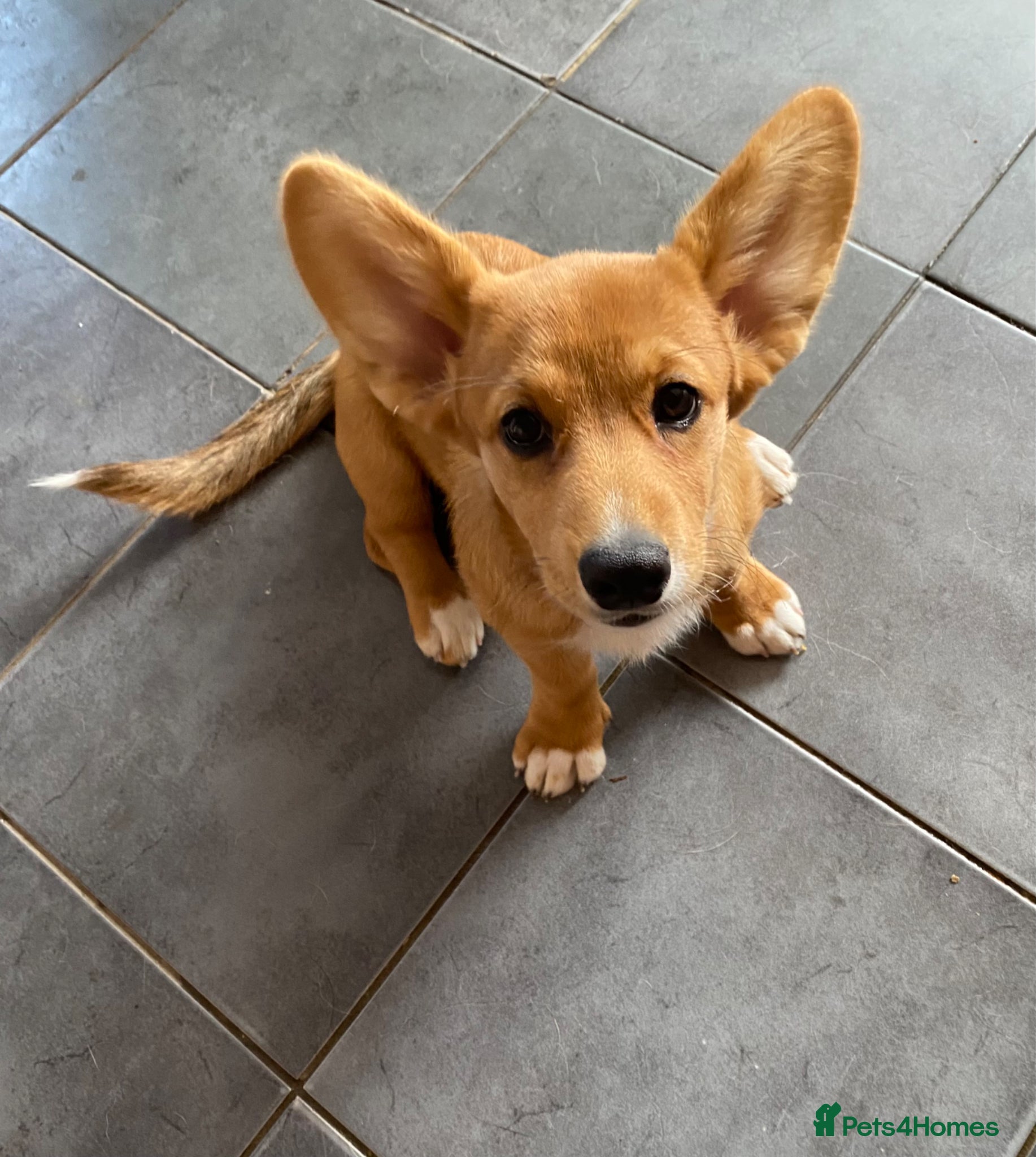 Welsh Corgi Cardigan dogs WELSH CARDIGAN CORGI PUPPY RUBY  - Advert 3