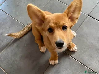 Welsh Corgi Cardigan dogs WELSH CARDIGAN CORGI PUPPY RUBY - Advert 3