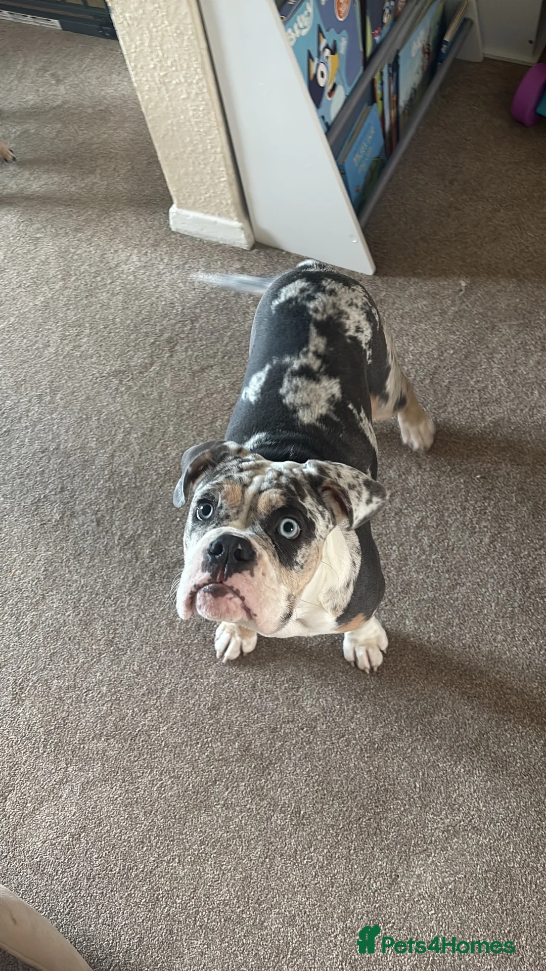 Olde English Bulldogge dogs for sale: Mabel  - Advert 2