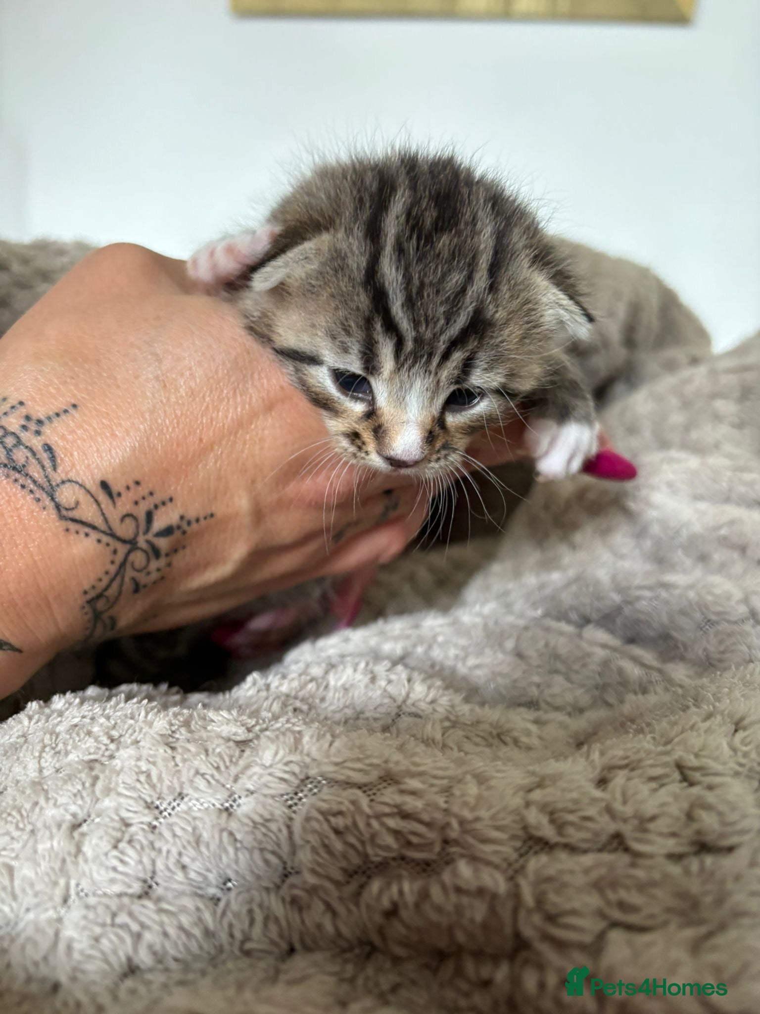 Mixed Breed cats for sale: Mixed Beautiful Girls  - Advert 5