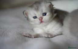 Scottish Fold cats for sale: Scottish fold - Image 5