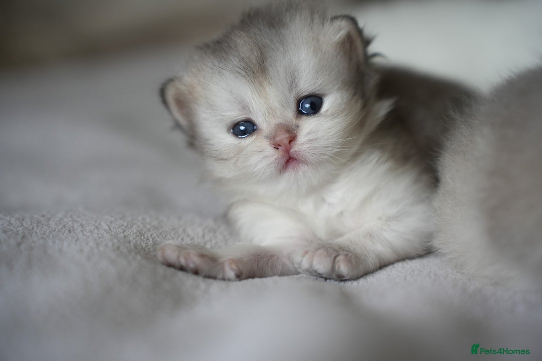 Scottish Fold cats for sale: Scottish fold - Image 5
