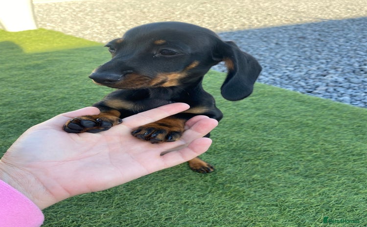 Dachshund dogs - Advert 1