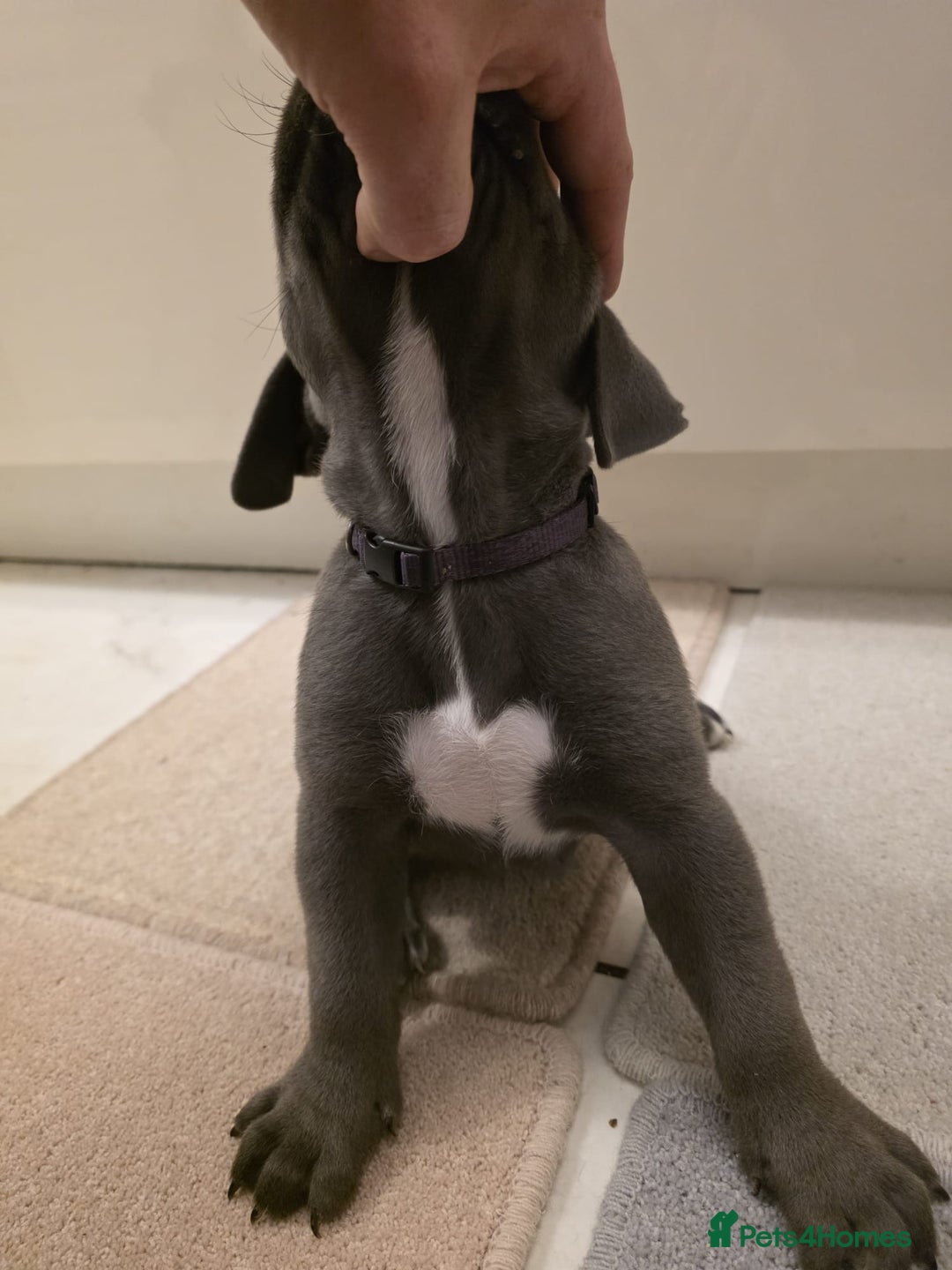 Cane Corso dogs for sale: Ready to leave blue cane corso puppies - Advert 17