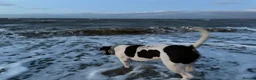 Mixed Breed dogs for sale: American bull dog x staffy  in Rochester - Advert 4