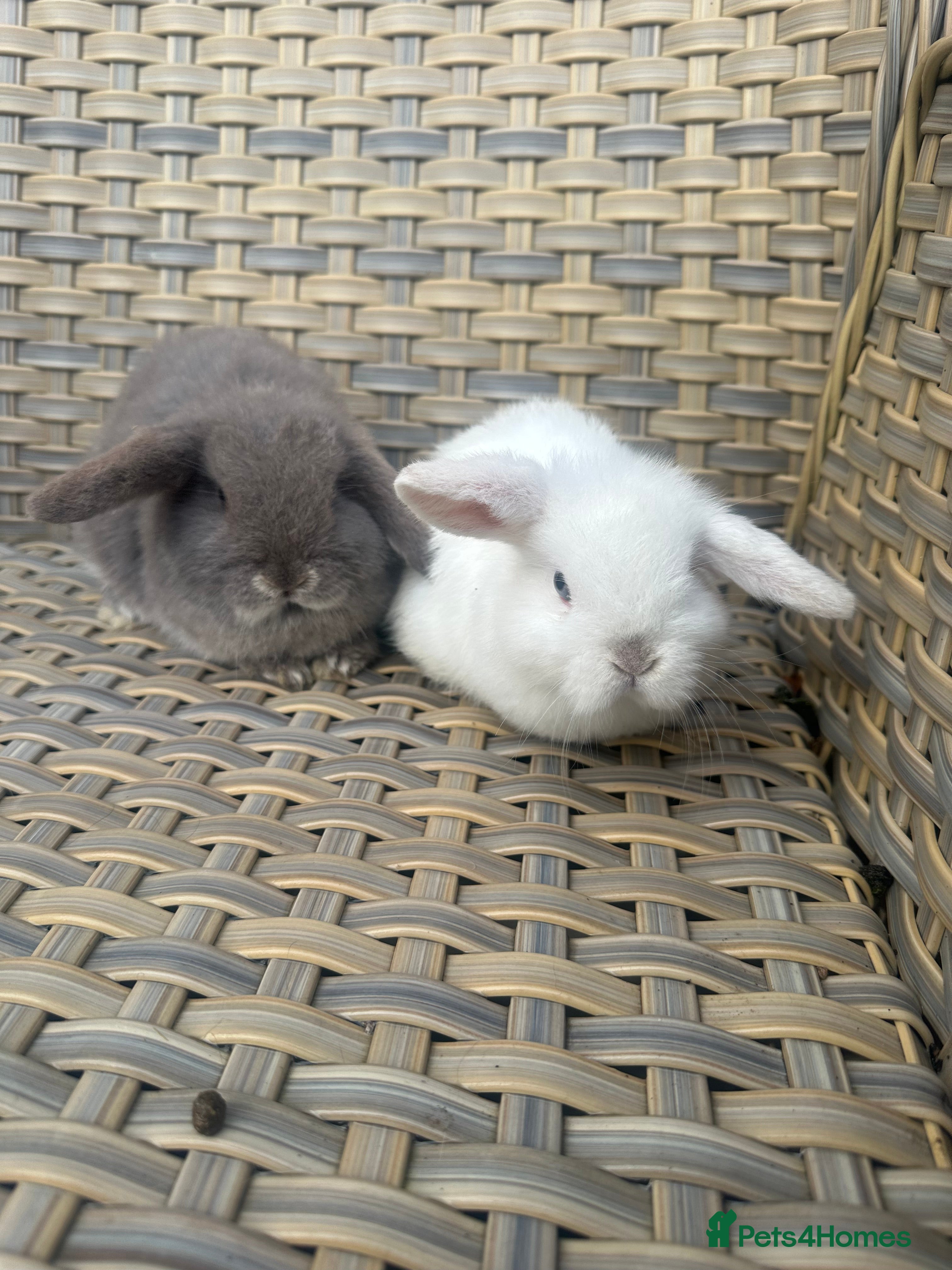 Mini Lop rabbits 2 Pretty female mini lop sisters. - Advert 8