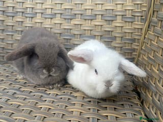 Mini Lop rabbits 2 Pretty female mini lop sisters. - Advert 19