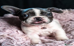 French Bulldog dogs for sale: Chunky French bulldog pups 4 girls  - Image 33
