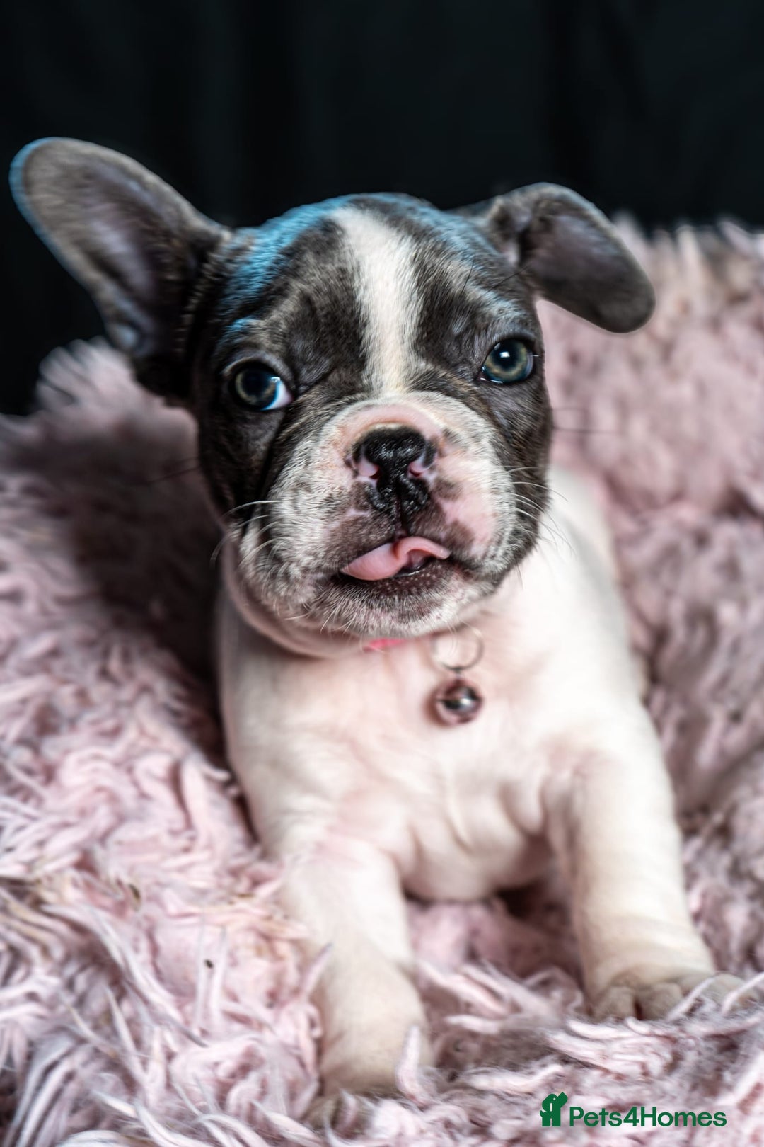 French Bulldog dogs for sale: Chunky French bulldog pups 4 girls  - Image 33