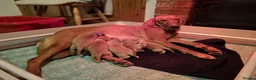 Labrador Retriever dogs for sale: KC Registered Fox Red Labrador Retrievers - Advert 12