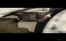British Shorthair cats for sale: Lovely kittens  - Image 11
