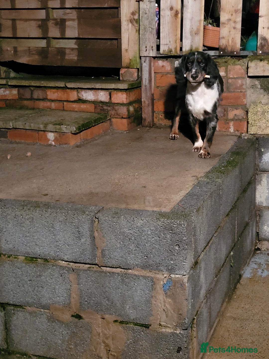 Cocker Spaniel dogs for stud: Blue merle spaniel stud - Advert 5