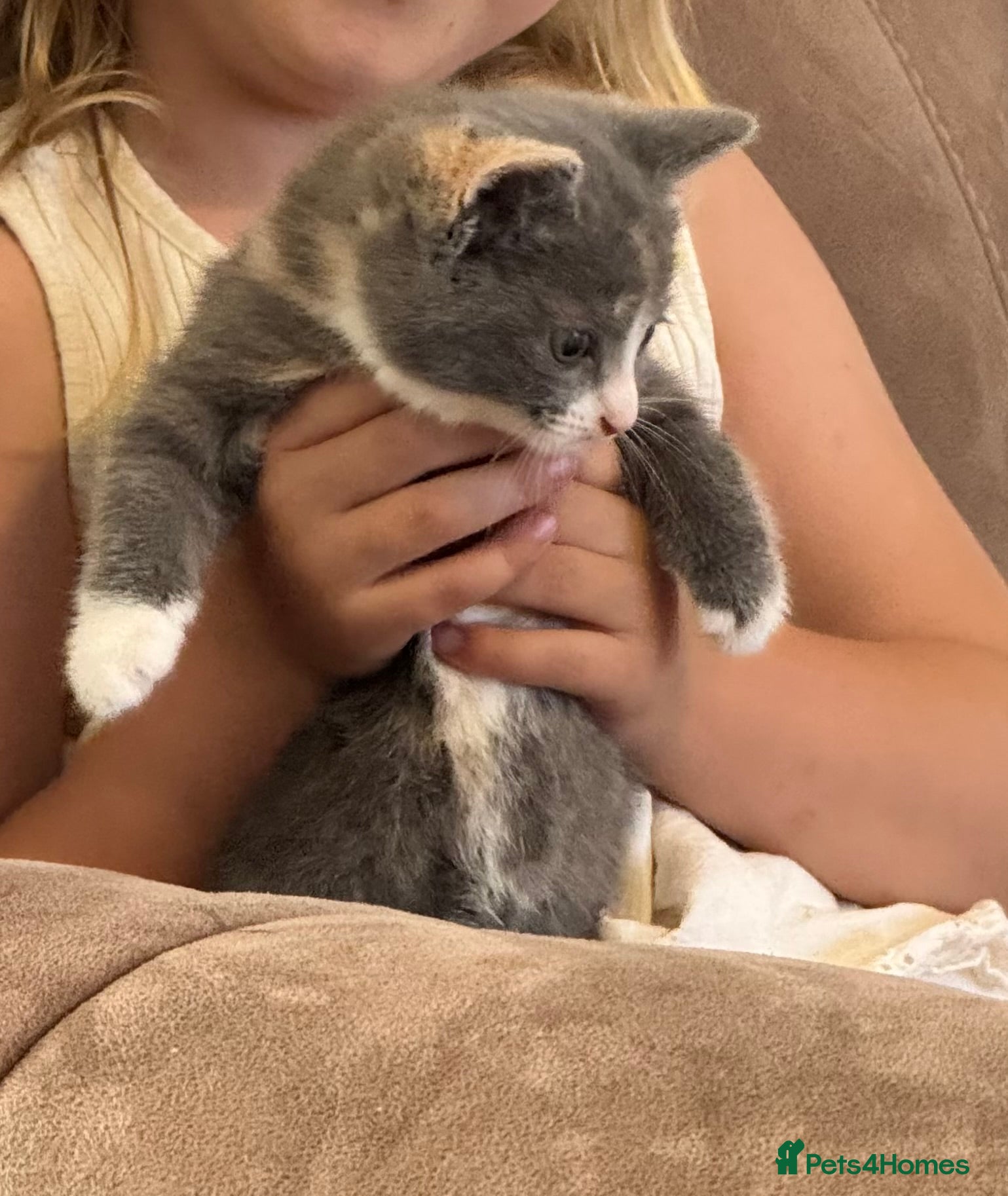 Mixed Breed cats for sale: Female 8 week old kitten  - Advert 4