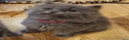British Longhair cats for sale: Adorable British Blue longhair kittens - Advert 5
